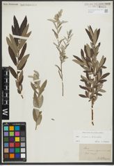 Foto von Salix repens L. x Salix viminalis L.